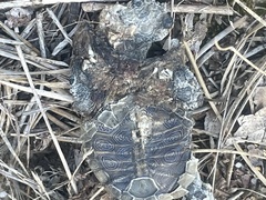 Malaclemys terrapin terrapin