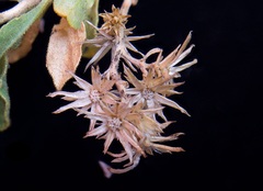 Ericameria obovata