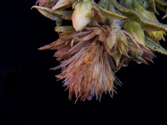 Ericameria obovata