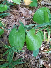 Maianthemum bifolium