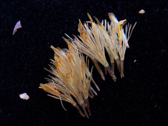 Ericameria obovata