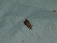 Symmoca tofosella
