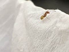 Dorymyrmex flavus