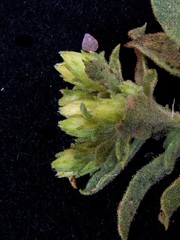 Ericameria obovata