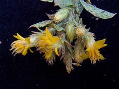 Ericameria obovata