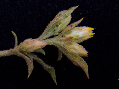 Ericameria obovata