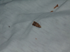 Symmoca tofosella