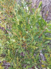 Morella quercifolia
