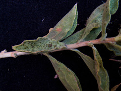 Ericameria obovata