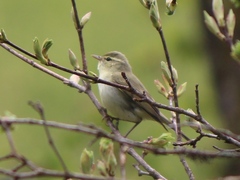 Phylloscopus nitidus