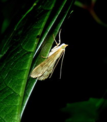 Crocidophora serratissimalis