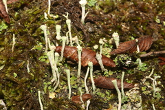 Cladonia