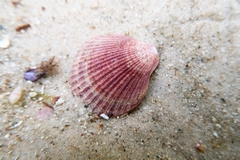 Mimachlamys asperrima