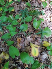 Maianthemum bifolium
