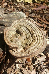 Trametes cubensis