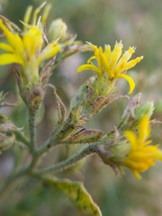 Ericameria obovata