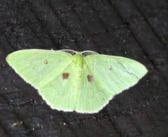 Comostola leucomerata