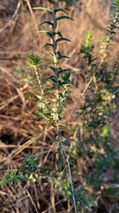 Melichrus urceolatus