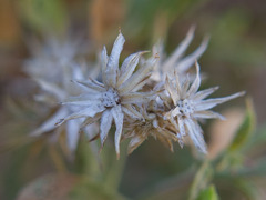 Ericameria obovata