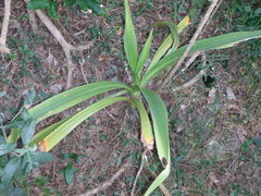 Crinum pedunculatum