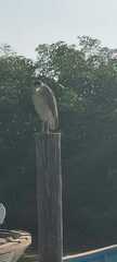 Nycticorax nycticorax