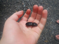 Odontotaenius disjunctus