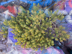 Ericameria obovata