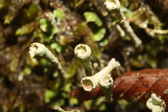 Cladonia