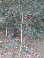 Aphananthe philippinensis