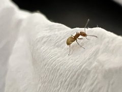 Dorymyrmex flavus