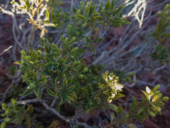 Ericameria obovata