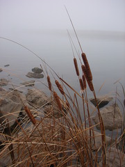 Typha angustifolia
