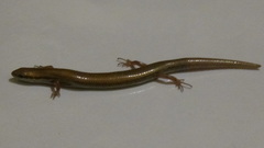 Ablepharus pannonicus