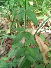 Cruciata glabra