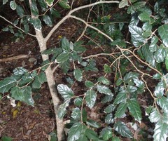 Aphananthe philippinensis