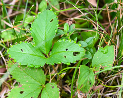 Fragaria virginiana
