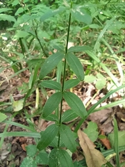 Cruciata glabra