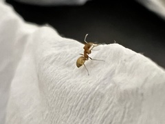 Dorymyrmex flavus