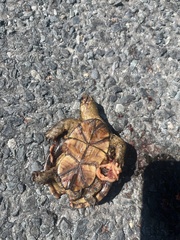 Kinosternon subrubrum