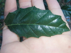 Aphananthe philippinensis