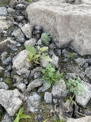 Leucospora multifida