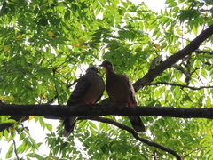 Streptopelia orientalis