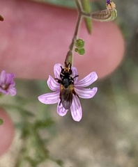 Thecophora