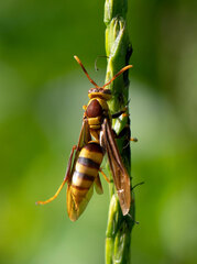 Polistes major major