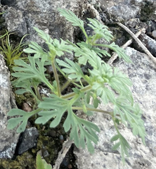 Leucospora multifida