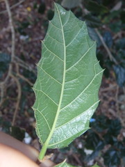 Aphananthe philippinensis