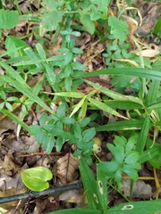 Cruciata glabra