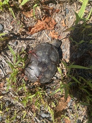 Kinosternon subrubrum