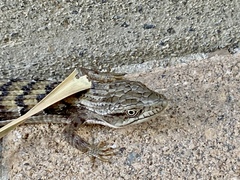 Elgaria multicarinata