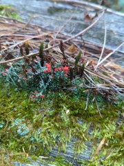 Cladonia cristatella